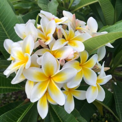 Unsplash Vonita Buirski Frangipani