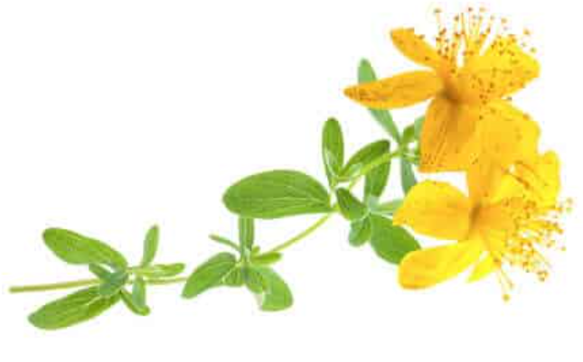 St Johns Wort
